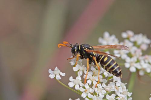 Polistes sp.